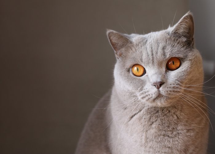 animal-1837067_1920