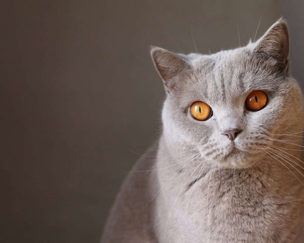 animal-1837067_1920