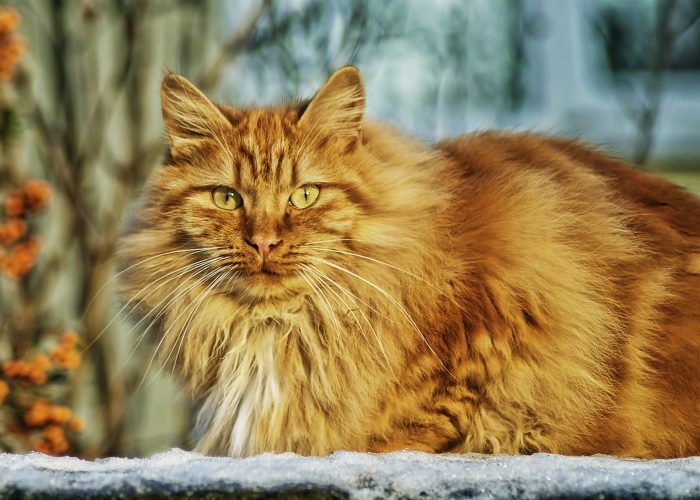 cat-67345_1920