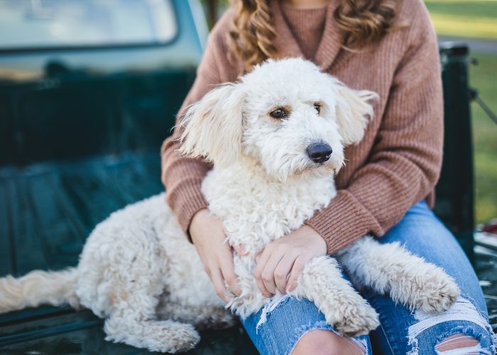 dog-5751151_1920
