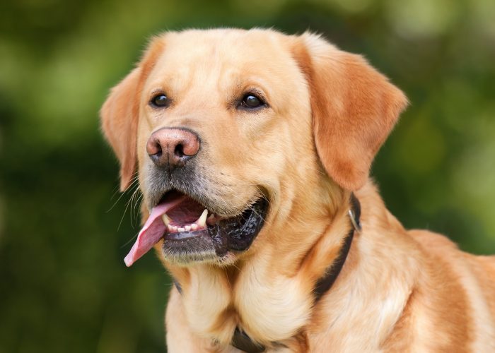 labrador-retriever-1210559_1920