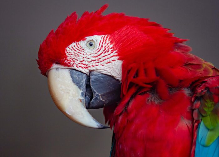 pexels-rodolfo-clix-2954458